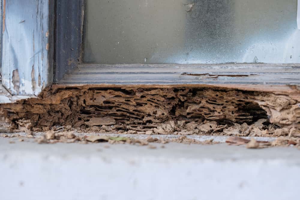 termite control method after termite infestation