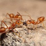 pest-ants