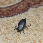 pest-carpet beetles