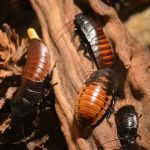 pest-cockroaches