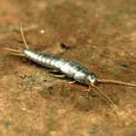 pest-silverfish