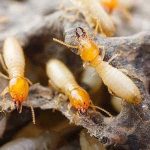 pest-termites